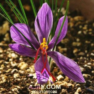پیاز زعفران مرغوب عمده